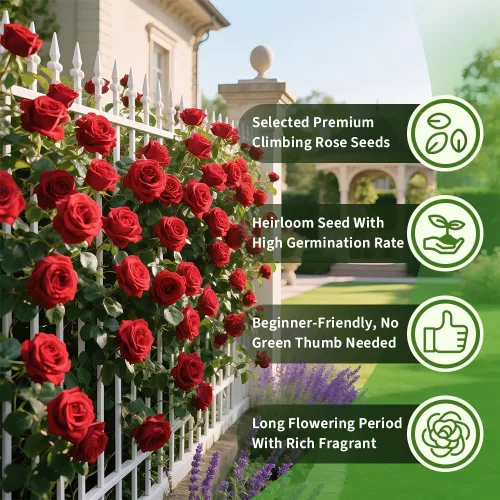 Miniatura 3 de Más de 200 semillas de rosas rojas trepadoras para plantar al aire libre, flores ornamentales trepadoras rosas arbustos trepadoras de larga floración