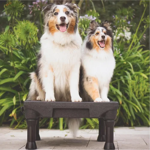 Miniatura 5 de Blue-9 Pet Products KLIMB - Plataforma de entrenamiento para perros y sistema de agilidad, duradero y portátil para uso en interiores o exteriores