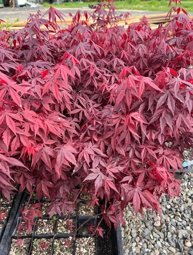 Miniatura 2 de Bloodgood Árbol de arce japonés rojo - Planta viva de 2 años - Acer palmatum 'Bloodgood' por - Japanese Maples and Evergreens