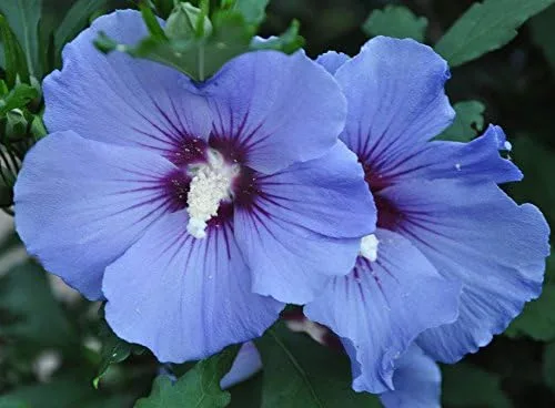 Rose of Sharon Blue Satin Hardy Arbusto perenne Flores enormes 25+ Semillas