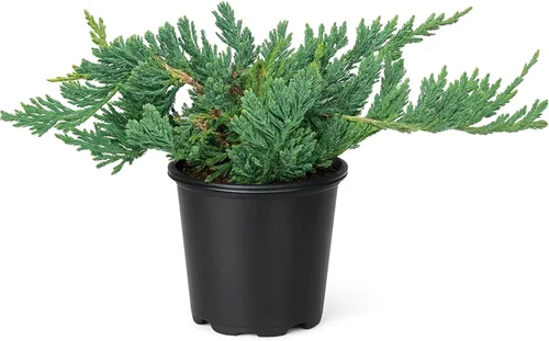 Enebro Alfombra Azul Wiltonii | 10 Plantas Vivas de 4 Pulgadas | Juniperus Horizontalis | Cobertura de Suelo Reptante, Arbusto de Bajo