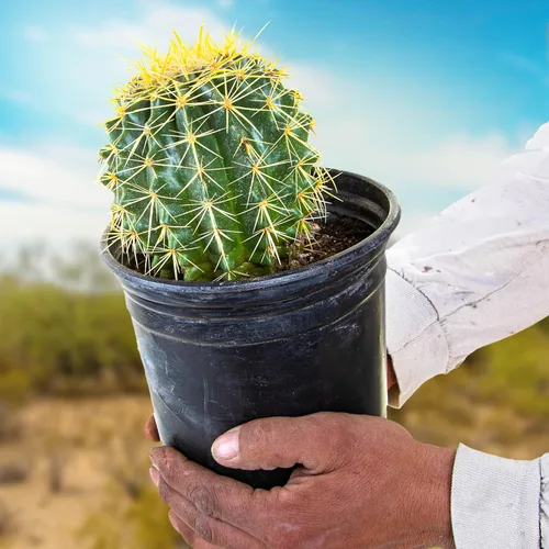 Cactus Outlet- Planta de Cactus Barril Dorado - Plantas de Cactus Vivas - Plantas de Cactus Barril Vivas - 1 Galón - Plantas de Cactus Barril Listas