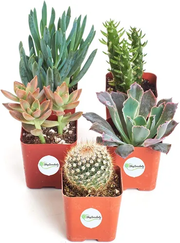 Miniatura 2 de Shop Succulents Plantas suculentas y mini cactus vivos premium en macetas de 2 pulgadas, jardinería fácil para interiores o exteriores, terrarios