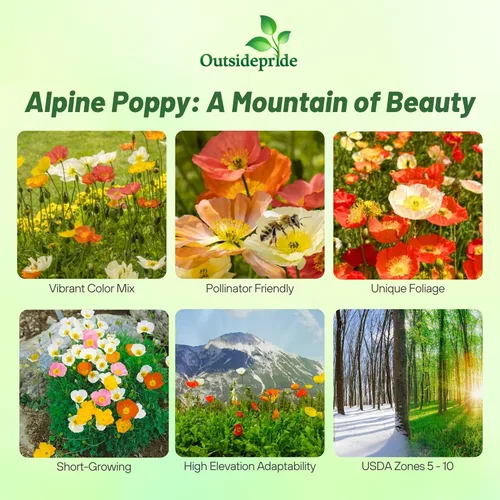 Miniatura 2 de Outsidepride Semillas de amapola alpina para plantar, 5000 piezas de semillas de flores silvestres perennes, tolerantes a la sequía y fáciles