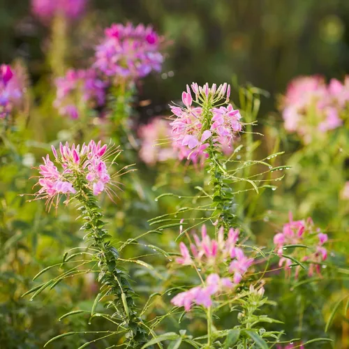 Miniatura 2 de Eden Brothers Cleome Seeds - Cherry Queen