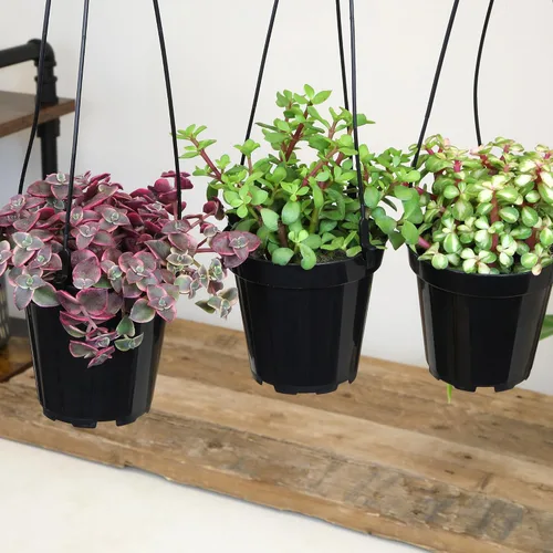 Miniatura 8 de Altman Plants Suculentas colgantes (paquete de 3) en cestas colgantes de 3.5 pulgadas para plantas, cadena de perlas, calico gatito crassus