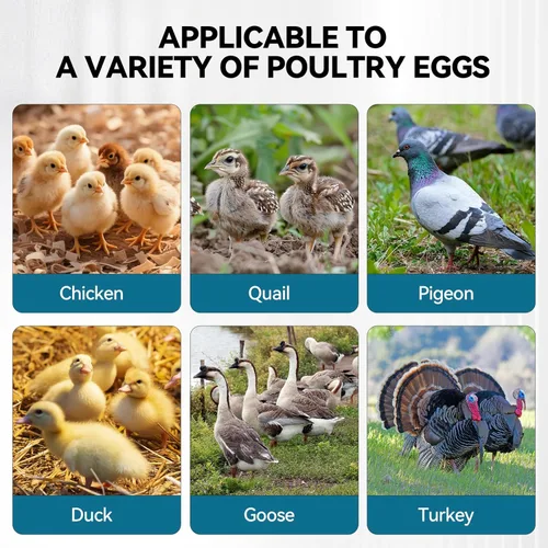 Miniatura 8 de Incubadoras para incubar huevos, incubadora digital de aves de corral con giro automático de huevos, pantalla de temperatura y humedad, 5 modos