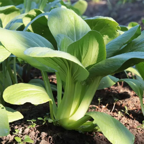 Miniatura 8 de Pak Choi (Bak Choi) (100 semillas)