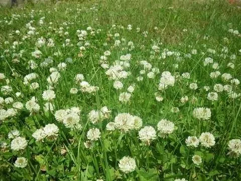 Miniatura 3 de SeedRanch Semilla de trébol holandés blanco: recubierta de nitro e inoculada - 10 libras.