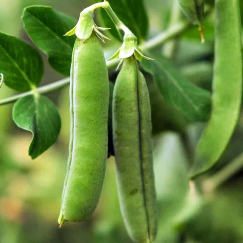 Miniatura 2 de 60 semillas de guisantes heladas tempranas para plantar reliquias sin OMG, más de 0.49 oz de guisantes ingleses para jardín, vegetales