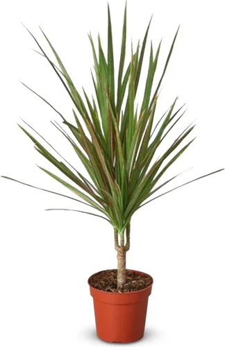 Dracaena - Planta viva con margen rojo para interior | Diferentes plantas de interior en maceta de 4 y 6 pulgadas | Planta de casa real para sala de