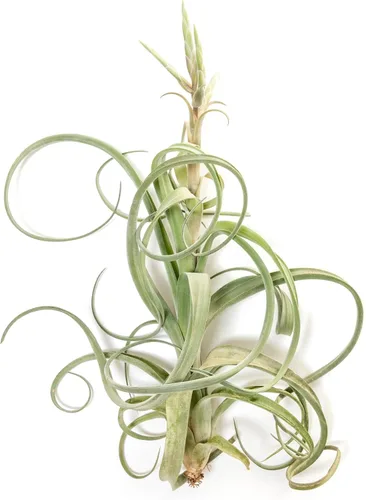 Miniatura 5 de Air Plant Shop Paquete de 5 plantas de aire Tillandsia Curly Slim (T. Intermedia x T. Streptophylla) - Suculentas - Tillandsia viva - Plantas