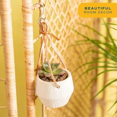 Miniatura 4 de Costa Farms Planta suculenta, mini planta suculenta viva de interior en cesta colgante, maceta para suculentas, mezcla de tierra para macetas, Cesta