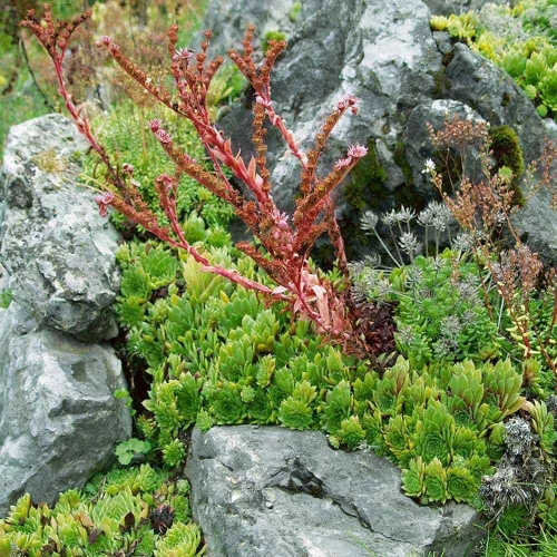 Miniatura 7 de Outsidepride Sempervivum Sempervivum Seeds - 250 semillas de flores perennes con larga temporada de floración y atractivas para los polinizadores