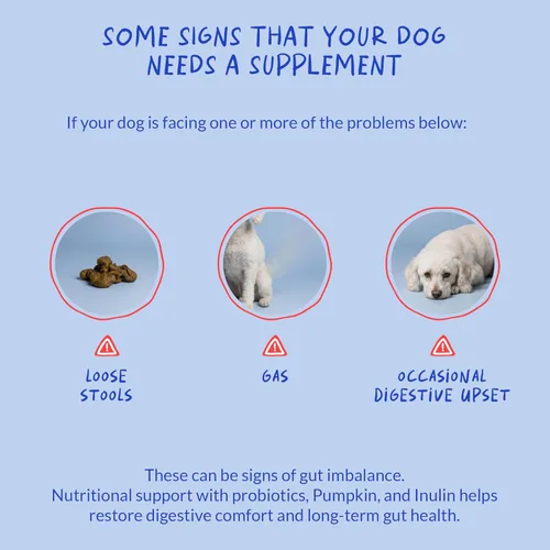 Miniatura 5 de Probióticos para perros - Apoyo digestivo y diarrea - 90 masticables suaves - Formulado por veterinarios - Salud intestinal y apoyo inmunológico