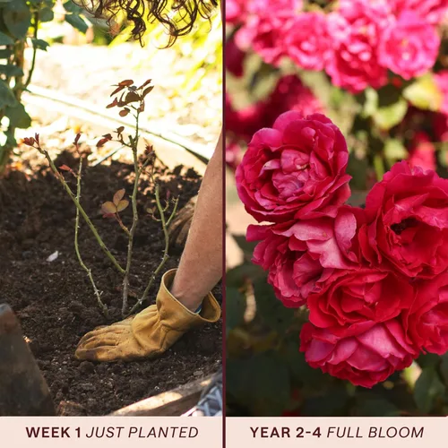 Miniatura 3 de Rosas trepadoras tradicionales, planta de raíz viva para jardín al aire libre, resplandor, ligeramente fragante, zonas de rusticidad 5-10, floración