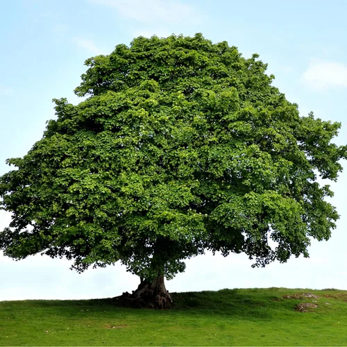 Miniatura 3 de Sycamore 3 plantas vivas Platanus Occidentalis Árbol de sombra de rápido crecimiento, planta de paisaje ornamental, ideal para jardines