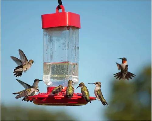 Miniatura 6 de Kaytee Comida para aves silvestres ElectroNectar de Colibrí, listo para usar, 64 onzas