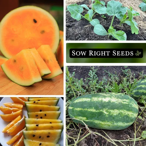 Miniatura 4 de Sow Right Seeds - Semillas de sandía Orangeglo para plantar - Paquete de reliquia sin OMG con instrucciones para plantar y cultivar un huerto