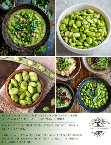 Miniatura 6 de Semillas de frijol Fava "Broad Windsor" para plantar, 25 semillas tradicionales por paquete, semillas de jardín de Isla