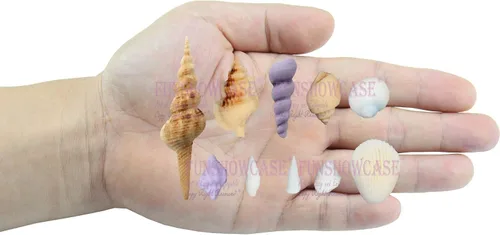 Miniatura 6 de Funshowcase Surtido Molde de silicona de caramelo de concha marina 3.8x3.0x0.7 in