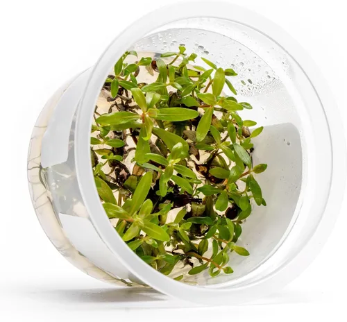 Miniatura 49 de Planta viva SubstrateSource - Hierba enana Eleocharis Belem cultivada en tejidos acuáticos para acuario - 100% libre de caracoles en copa in vitro