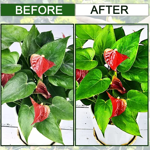 Miniatura 8 de Leopong Toallitas de limpieza de plantas, limpiador de hojas para plantas de interior, 80 toallitas
