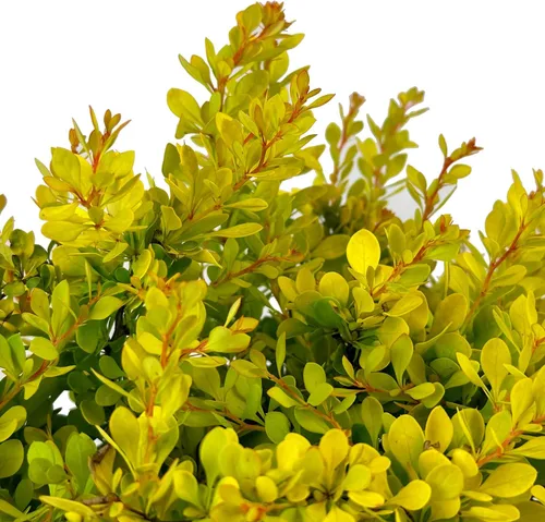 Miniatura 3 de Blooming & Beautiful - Golden Nugget Enano Agracejo Japonés - 3 gal - Monrovia - Arbusto de hoja caduca - Follaje amarillo dorado - Compacto - Zonas