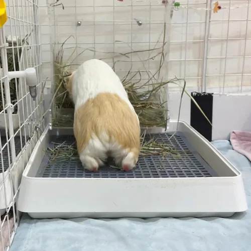 Miniatura 3 de PODOO Caja de arena para conejos, bandeja de entrenamiento para conejillos de indias y mascotas pequeñas, espaciosa bandeja de rejilla con entrada