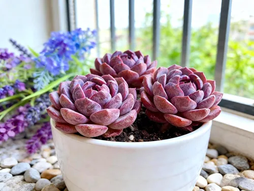 Miniatura 11 de Succulent Plants Live– Easy Care Bare Root Succulents for Indoor Outdoor Decor, Mini Live Plants for Home, Garden, Office, & Gift Ideas