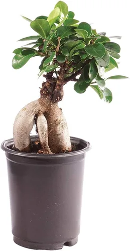 Brussel's Bonsai Live Gensing - Árbol bonsái de interior de Ficus injertado, 4 años, de 6 a 8 pulgadas de alto con maceta de plástico, pequeño, en
