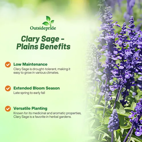 Miniatura 3 de Outsidepride Semillas de salvia clara, 1000 unidades. Semillas de hierbas bienales, fáciles de cultivar y de bajo mantenimiento para plantar flores