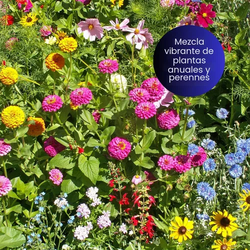Miniatura 3 de Earth Science Mezcla de semillas de flores silvestres de mariposa y colibrí, 4 onzas, semillas de flores prémium para atraer abejas, mariposas