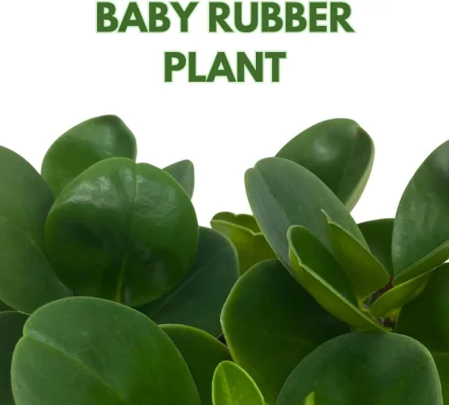Miniatura 2 de BubbleBlooms Peperomia Obtusifolia - Planta de mármol verde en maceta de goma de 2 pulgadas con hoja de cuchara pequeña