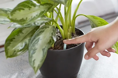 Miniatura 5 de Miracle-Gro Picos para alimentos para plantas de interior, fertilizantes para plantas, 1.1 onzas, 24 pinchos/paquete (paquete de 24)