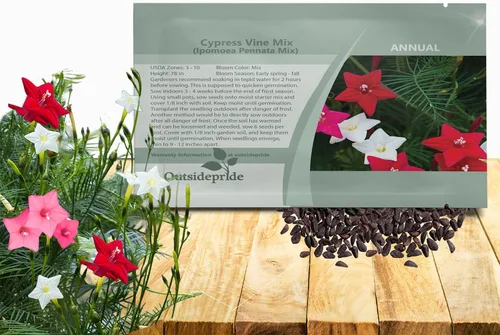 Outsidepride Semillas mixtas de vid de ciprés - 100 piezas de semillas anuales de flores con néctar rico, flores en forma de estrella y hojas
