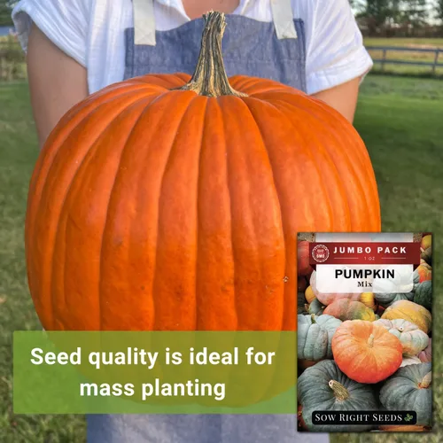 Miniatura 4 de Sow Right Seeds - Semillas de calabaza mixtas a granel para plantar - 1 onza, 140 semillas - Paquete jumbo de reliquia sin OMG - Incluye azúcar