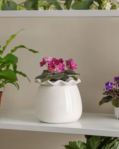 Miniatura 5 de Fayoula Maceta de riego automático, mantenimiento de macetas de violeta africana de 6 pulgadas, maceta de cerámica con riego automático para plantas