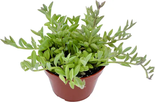 Miniatura 12 de Suculenta Viva de 4" Callisia Repens Pink Lady Turtle Vine, Plantas Suculentas Vivas Completamente Enraizadas Planta de Casa para Decoración