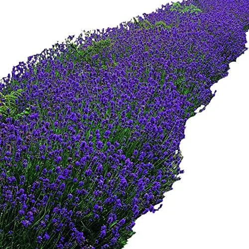 Miniatura 2 de Park Seed Semillas de lavanda inglesa, ricas en aceites esenciales, paquete de 100 semillas