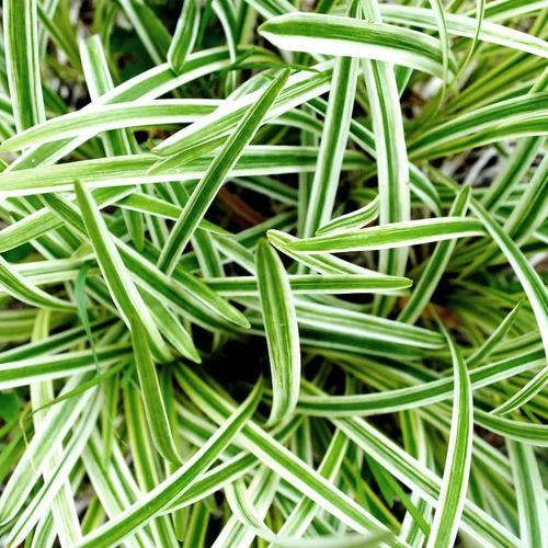 Miniatura 3 de Perfect Plants Planta de araña abigarrada inversa en maceta de cultivo de 6 pulgadas Planta de interior viva para cultivo en interiores Fácil