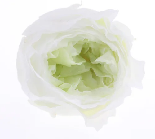 Miniatura 9 de Cabeza de flor fresca preservada de rosas Austin, 1.6-2 pulgadas cada una, 8 piezas