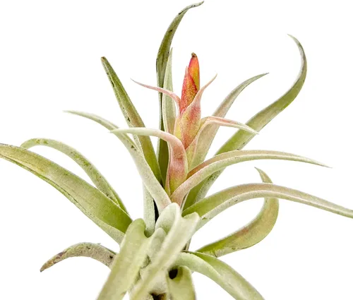 Miniatura 64 de ragnaroc Air Plants - Floración Tillandsia Bulbosa Belice, gigante de 7-9 pulgadas, 1 unidad, llegada en vivo garantizada, plantas