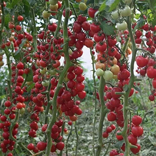 Miniatura 2 de Vegetal indeterminado no transgénico de tomate rojo de vid para plantar
