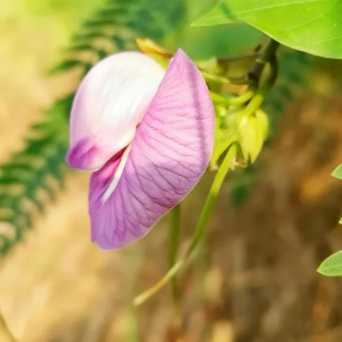 Miniatura 3 de Semillas de flor de guisante de mariposa para plantar, 35 semillas de Clitoria mixtas, semillas de clitoria sin OMG para jardín ornamental, bonsái