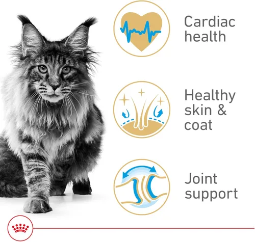 Miniatura 3 de Royal Canin Feline Breed Nutrition Maine Coon Alimento seco para gatos adultos, bolsa de 6 libras