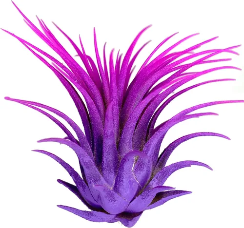 Miniatura 7 de Planta de aire Rainbow Tillandsia, planta de aire Tillandsia, planta de aire, purificación de aire, planta de casa, decoración y regalo