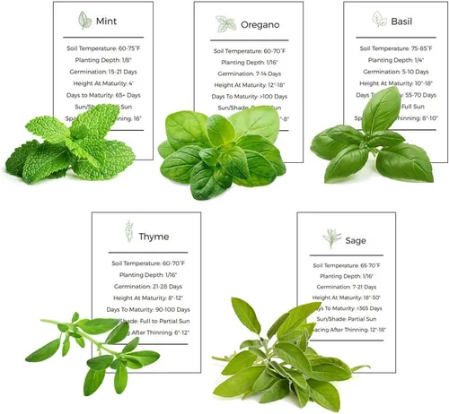 Colección de semillas para jardín de hierbas, paquete de 5 semillas de hierbas culinarias, semillas autóctonas no transgénicas (non-GMO) para sembrar