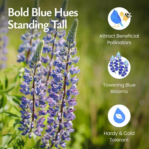 Miniatura 3 de Created by Nature Blue Lupine Seeds, 750 semillas de flores silvestres perennes