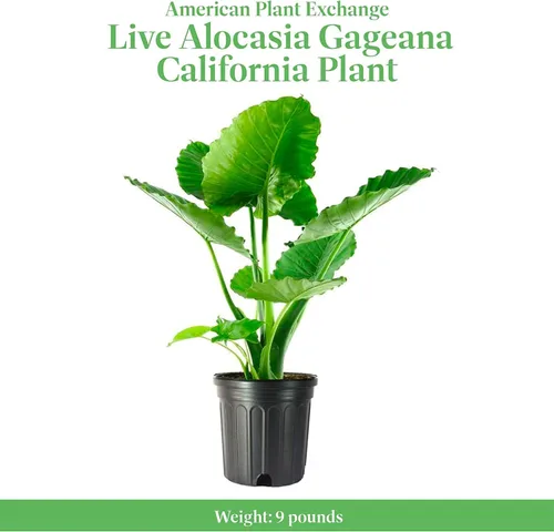Miniatura 2 de American Plant Exchange Alocasia Oreja de Elefante – Maceta de 10 Pulgadas – Planta Tropical Viva de Cuidado Fácil, Follaje Audaz